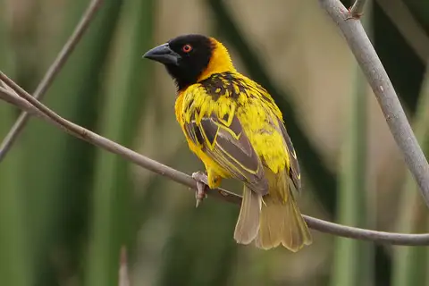 Village Weaver