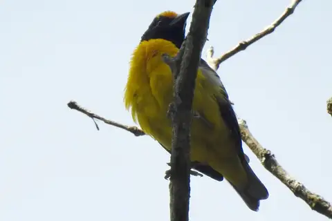 Yellow-capped Weaver