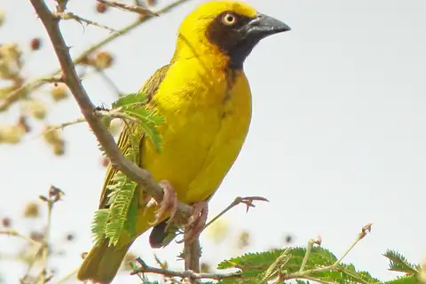 Heuglin's Masked Weaver