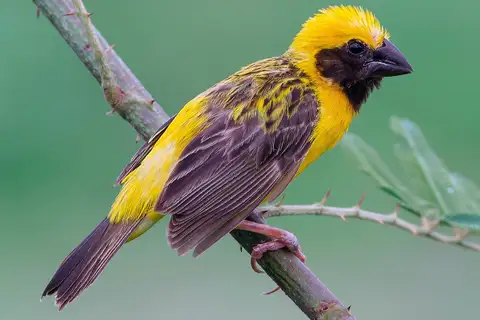 Asian Golden Weaver