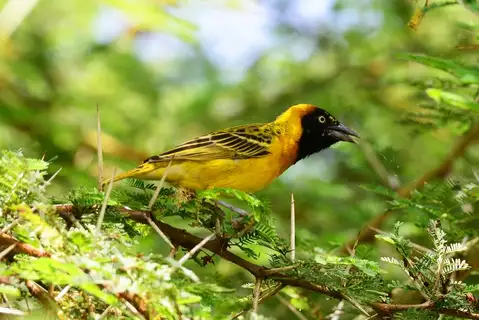 Lesser Masked Weaver