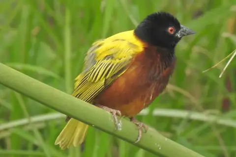 Golden-backed Weaver
