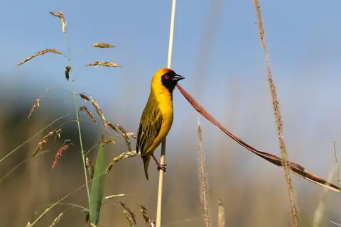 Katanga Masked Weaver