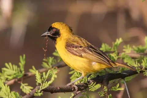 Little Weaver