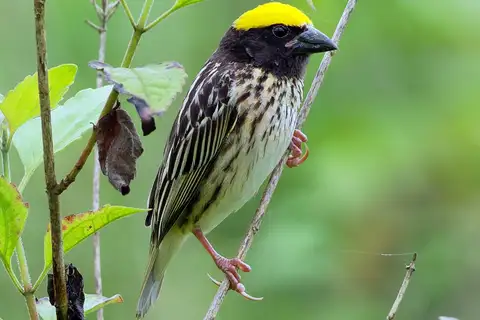 Streaked Weaver