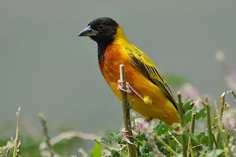 Black-headed Weaver