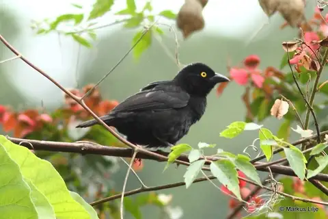Vieillot's Black Weaver