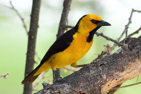 Black-necked Weaver