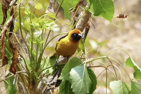 Black-chinned Weaver