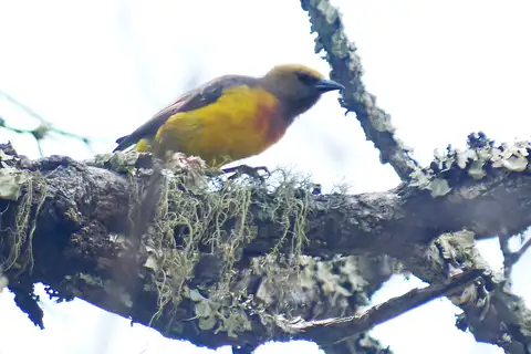 Olive-headed Weaver