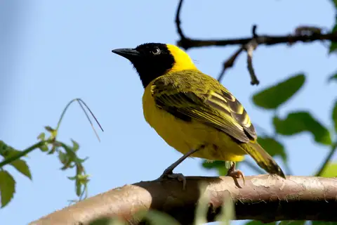 Slender-billed Weaver