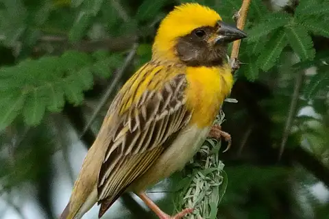 Baya Weaver