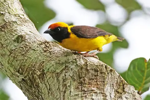Preuss's Weaver