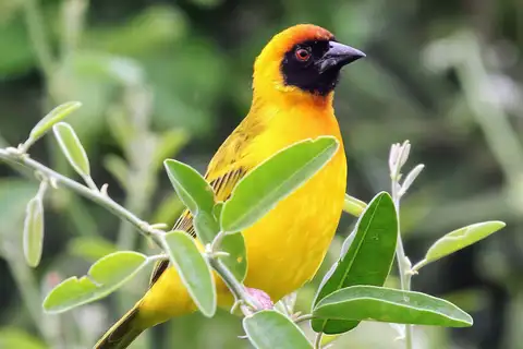 Tanzanian Masked Weaver