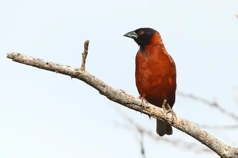 Chestnut Weaver