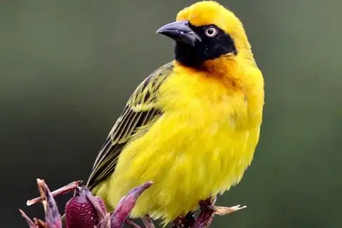 Speke's Weaver