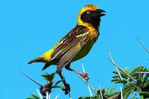 Fox's Weaver