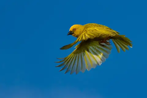 Eastern Golden Weaver