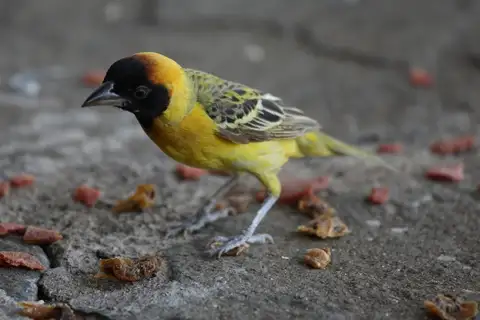 Northern Masked Weaver