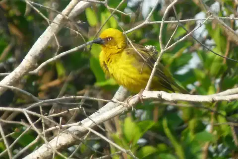 Bocage's Weaver