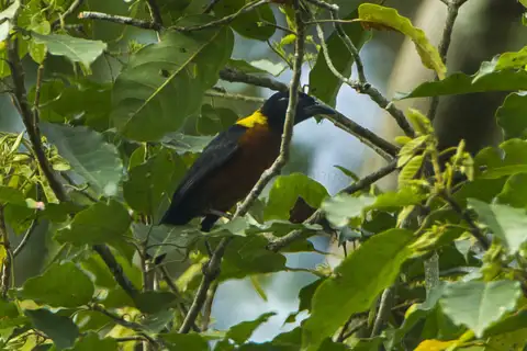 Yellow-mantled Weaver