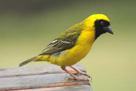 Southern Masked Weaver