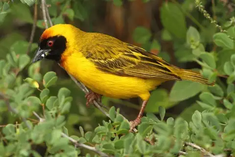 Vitelline Masked Weaver