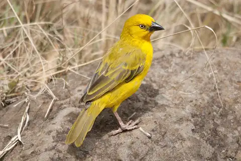 Holub's Golden Weaver