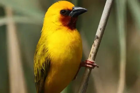 Southern Brown-throated Weaver
