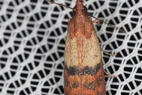 Indian-Meal Moth