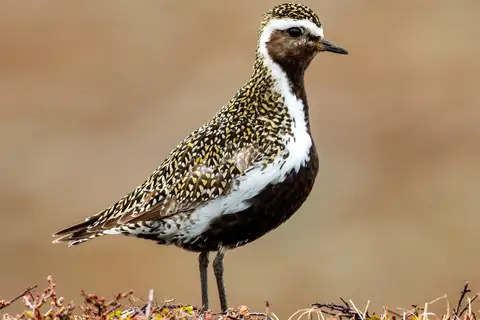 European Golden Plover