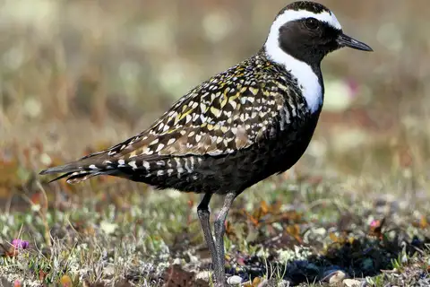 American Golden Plover