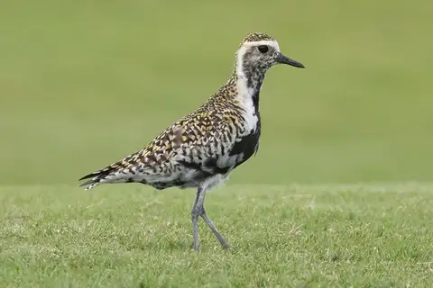 Pacific Golden Plover