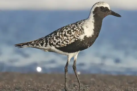 Grey Plover