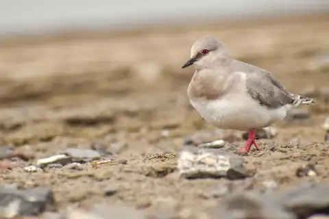 Magellanic Plover