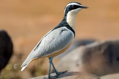 Egyptian Plover