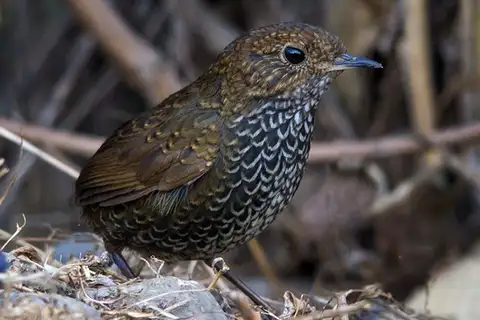 Scaly-breasted Cupwing