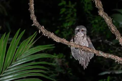 Marbled Frogmouth
