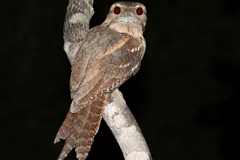 Papuan Frogmouth