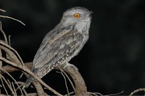 Tawny Frogmouth