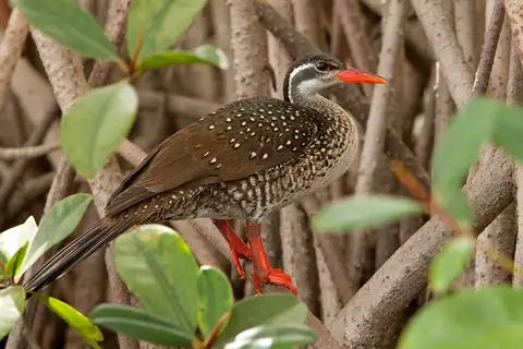 African Finfoot