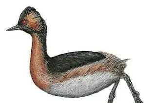 Colombian Grebe