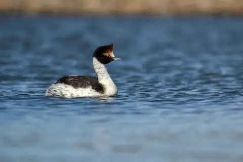 Hooded Grebe