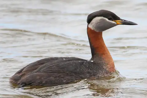 Red-necked Grebe