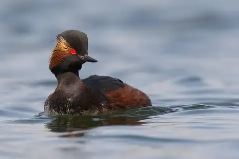 Black-necked Grebe
