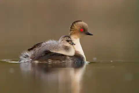 Silvery Grebe