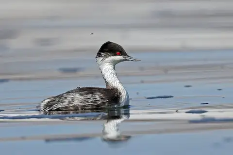 Junin Grebe
