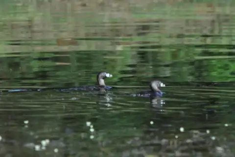 Atitlan Grebe