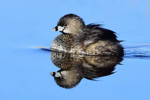 Pied-billed Grebe