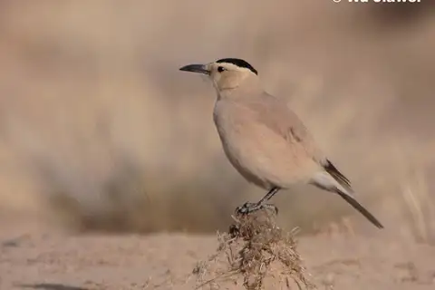 Mongolian Ground Jay